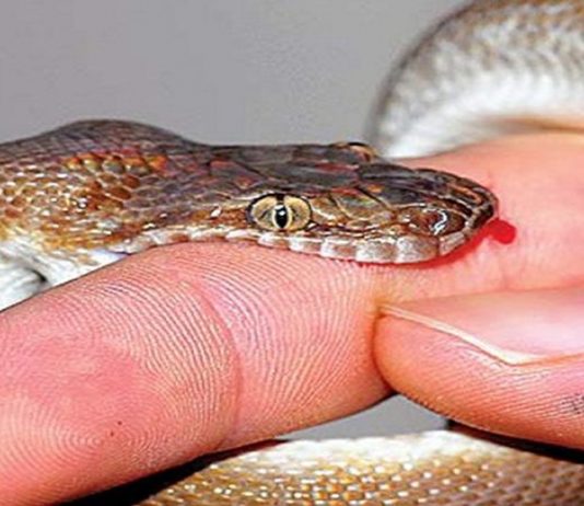 सर्पले टोकेपछि ‘प्राथमिक उपचार कसरी गर्ने’ ?