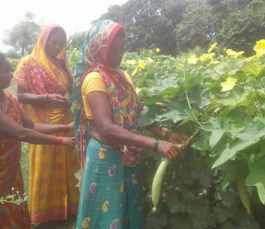 महिलाहरु व्यवसायीक तरकारी खेतीमा जुटे, खेतीबाटै मनग्य आम्दानी