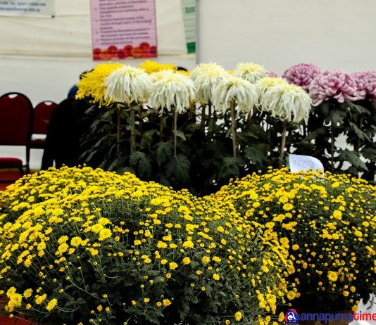 तस्बिरमा हेर्नुहोस् गोदावरी फूलको प्रदर्शनी मेला