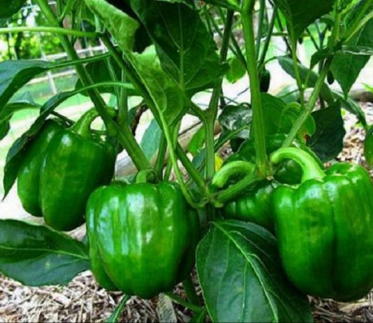 खुर्सानी सेवन गर्दा वजन घटाउनेदेखि मुटुरोगसम्मलाई लाभदायक