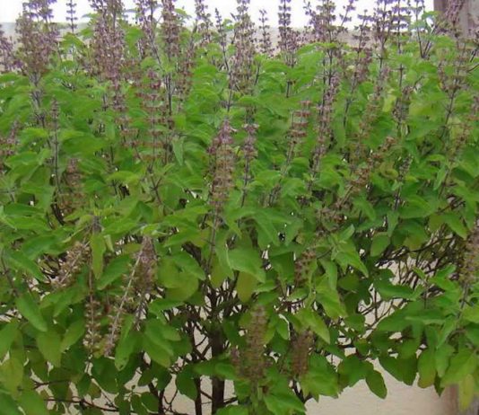 आज हरिशयनी एकादशी : तुलसी रोप्ने दिन, यस्ता छन् तुलसीका फाइदा