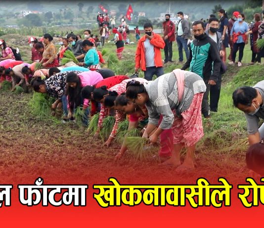 खोकनावासीको विरोध प्रदर्शन, खुडोल फाँटमा रोपे धान (फोटोफिचर)