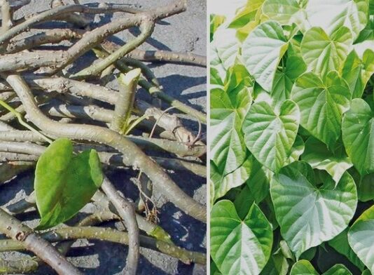 गुर्जोको फाईदा के-के छन् ? कसरी सेवन गर्ने, यी कुरामा ध्यान दिनुस्