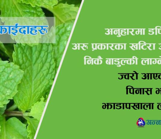 यस्ता छन् पुदिनाका ७ फाइदा- छालामा चमकदेखि तौल घटाउनेसम्म