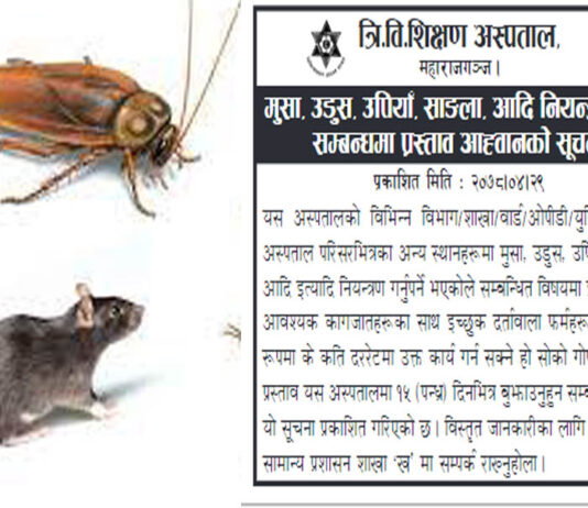 काठमाडौँमा मुसा र साङ्ला मार्न ठेकेदारको खोजी, टेन्डर आह्वान