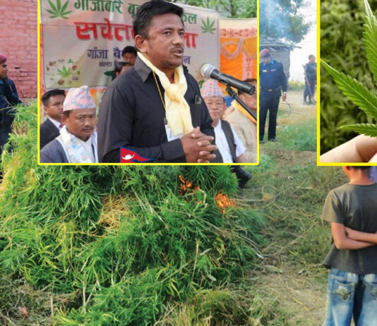 नेपाल गाँजा पार्टी गठन हुँदै, अध्यक्षमा को ?