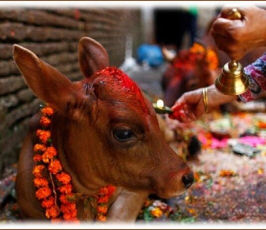 आज गाई तिहार, के छ धार्मिक विश्वास ?