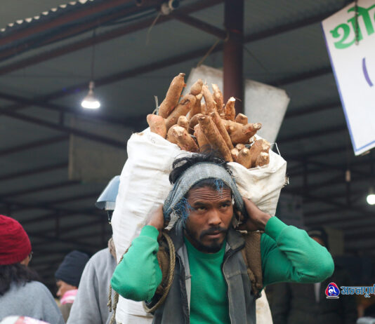 माघेसंक्रान्तिमा खाने हैन त तरुल ? कालीमाटीमा बढ्यो व्यापार (तस्वीरहरू)