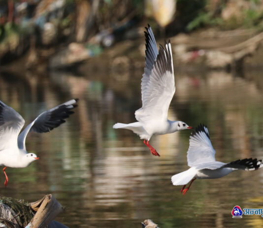 काठमाडौँको बागमती किनारमा देखिए दुर्लभ चरा (तस्वीरहरू)