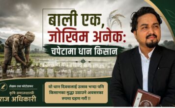 बाली एक, जोखिम अनेक: चपेटामा ग्रामीण धान किसान