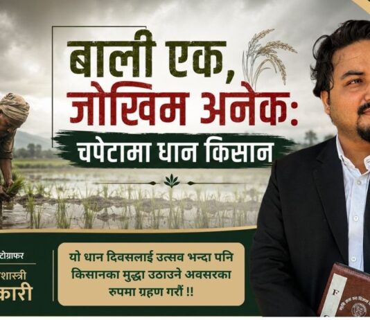 बाली एक, जोखिम अनेक: चपेटामा ग्रामीण धान किसान